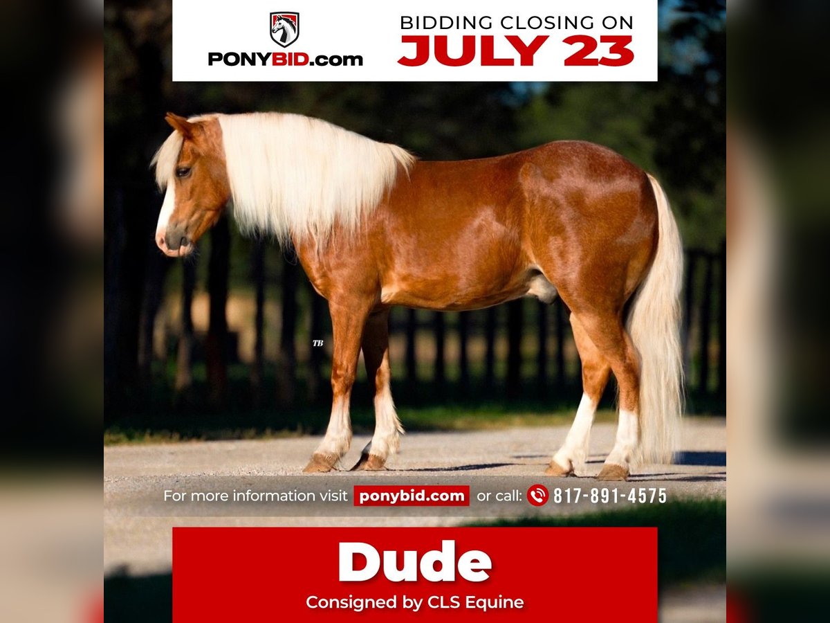 Poneys Shetland Croisé Hongre 8 Ans 102 cm Rouan Rouge in Granbury, TX