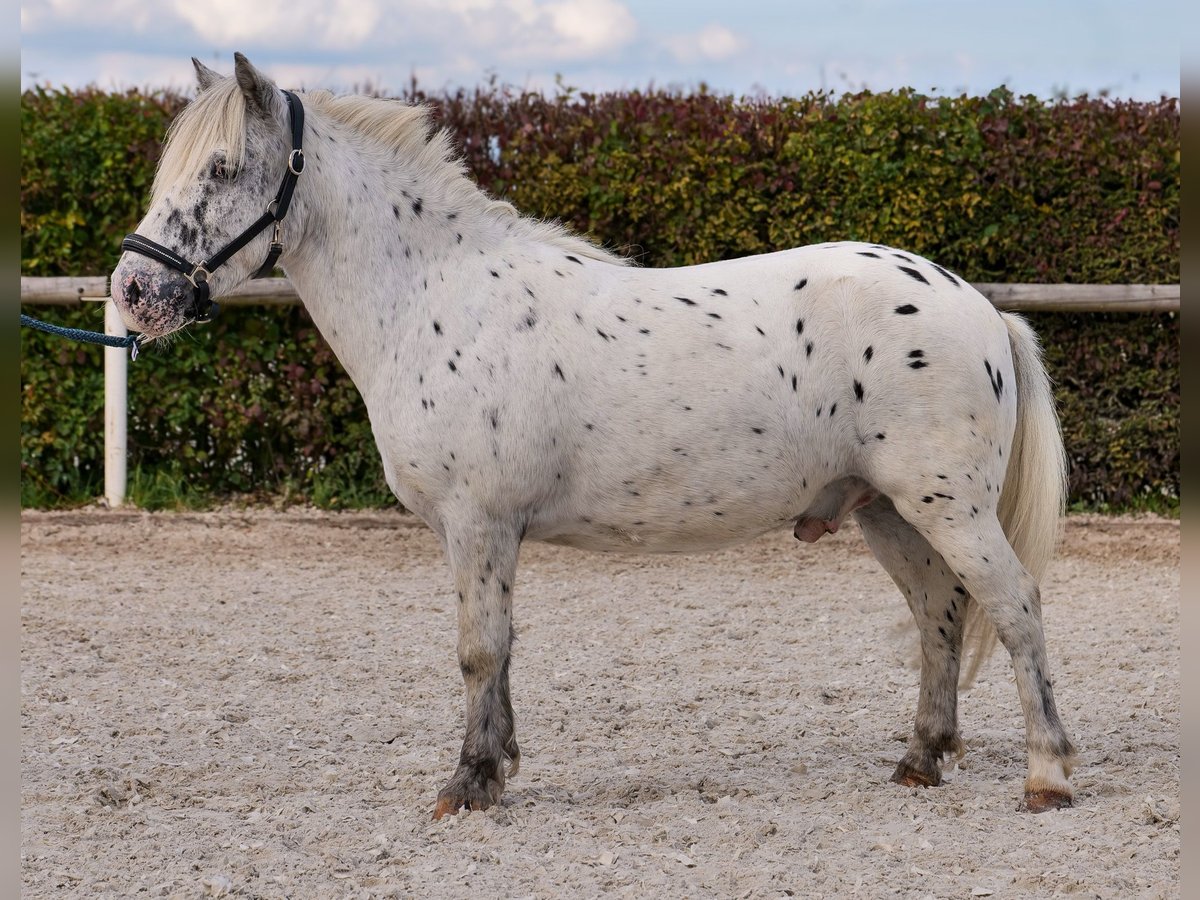 Poneys Shetland Hongre 8 Ans 110 cm Léopard in Neustadt (Wied)