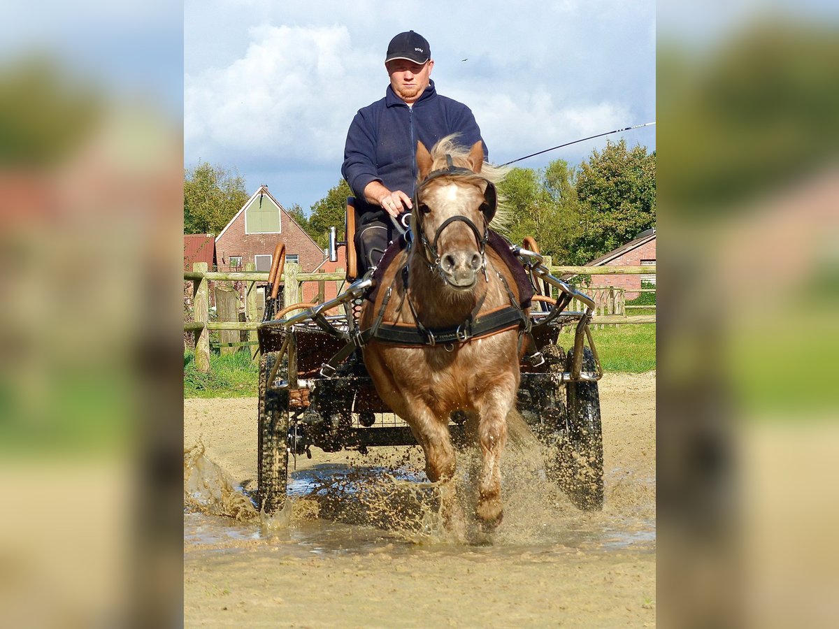 Poneys Shetland Hongre 8 Ans 113 cm Léopard in Halle