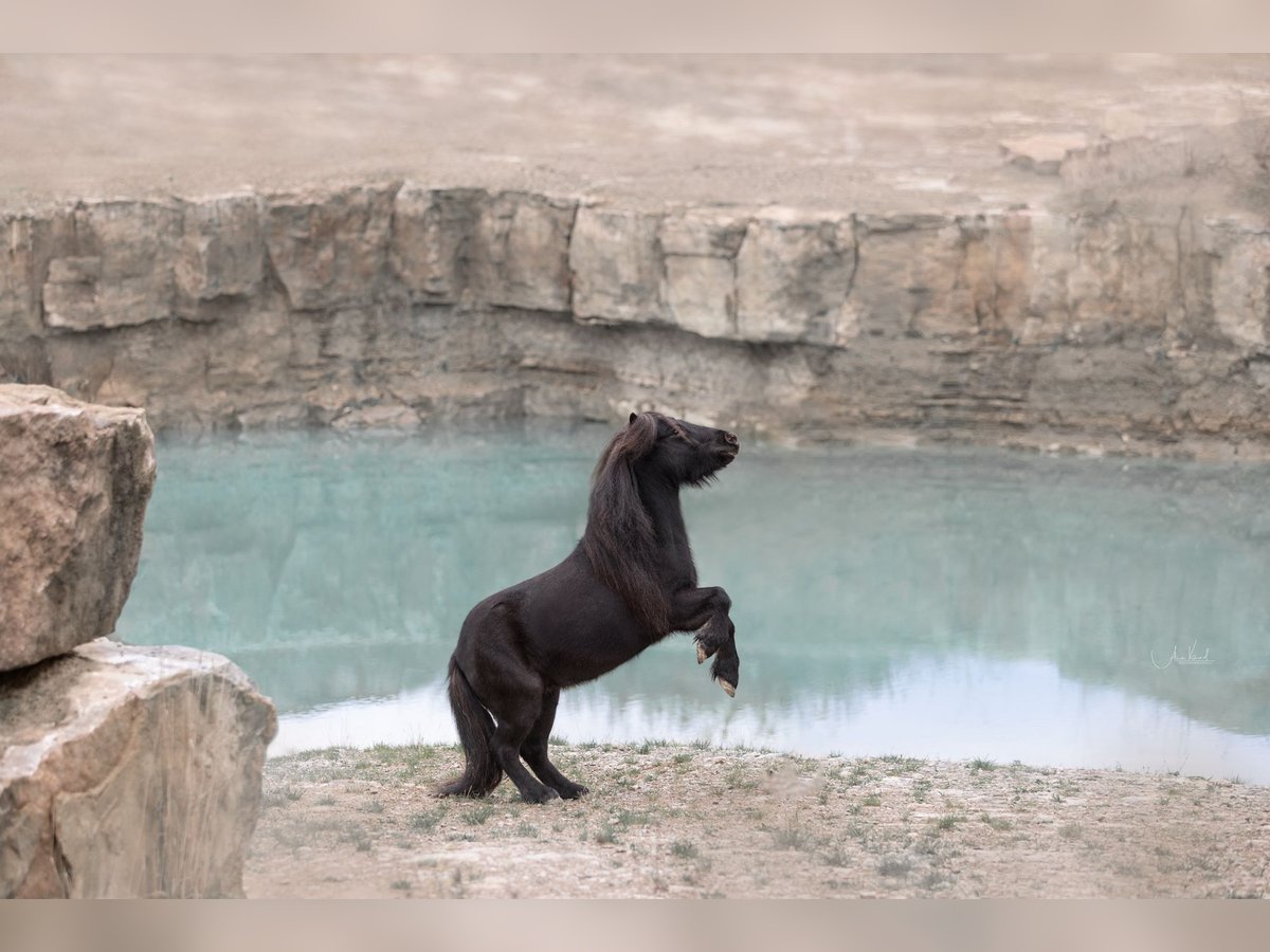 Poneys Shetland Hongre 8 Ans 92 cm Noir in Ochsenfurt