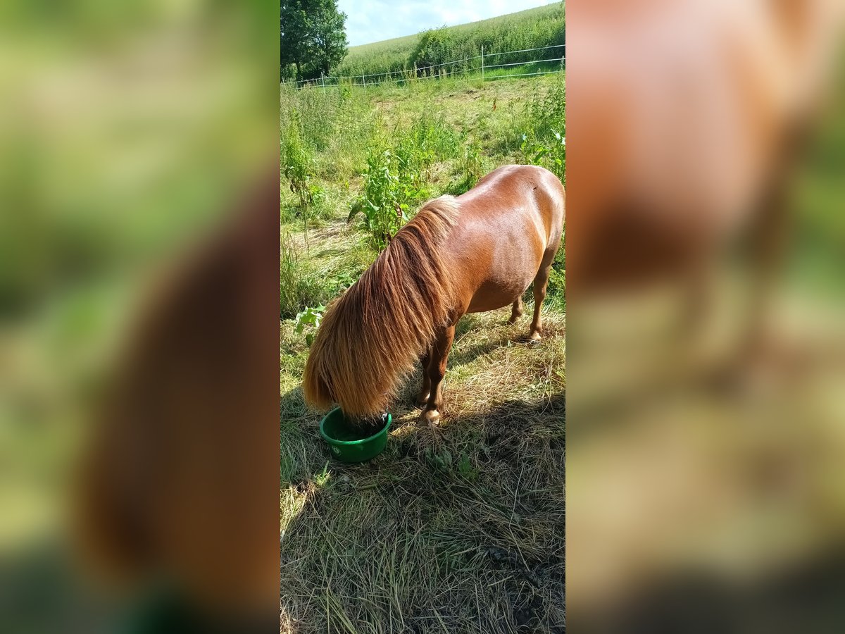 Poneys Shetland Hongre 8 Ans Alezan in Schöffengrund