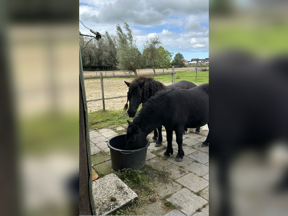 Poneys Shetland Hongre 9 Ans 106 cm Noir in Hazerswoude Rijndijk