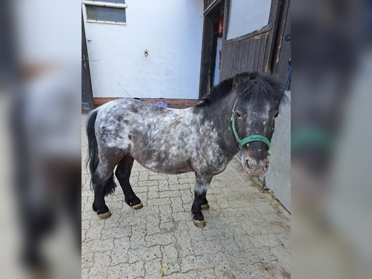 Poneys Shetland Hongre 9 Ans 85 cm Gris noir in Braunschweig