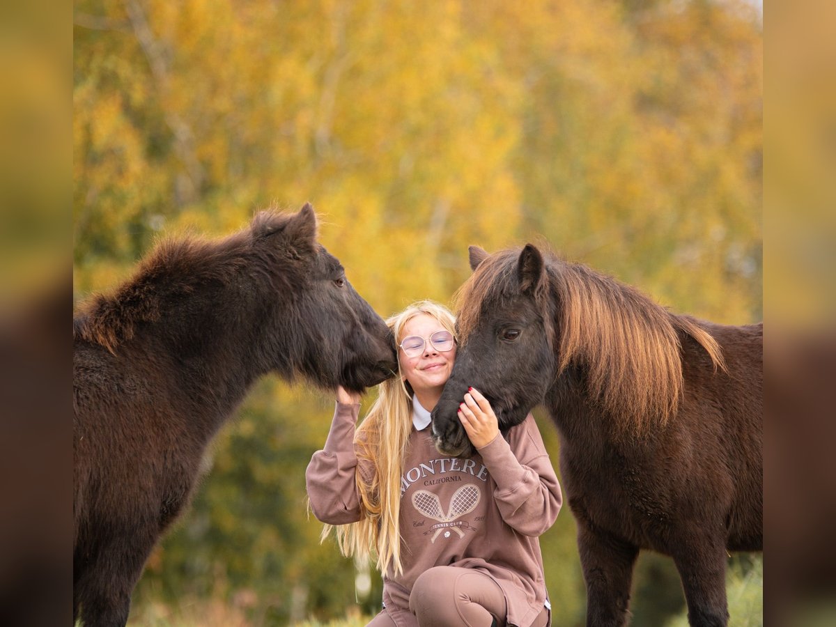 Poneys Shetland Jument 10 Ans 105 cm Bai brun in Bruchsal