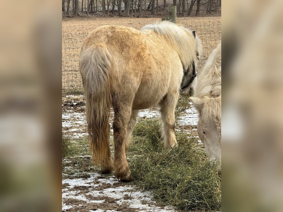 Poneys Shetland Jument 10 Ans 142 cm Gris in Fort worth Texas