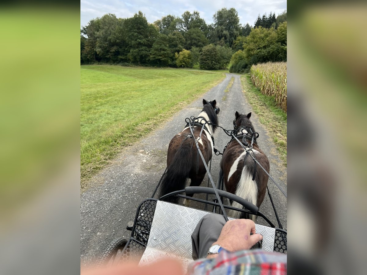 Poneys Shetland Jument 10 Ans 95 cm Tobiano-toutes couleurs in Biebergem&#xFC;nd