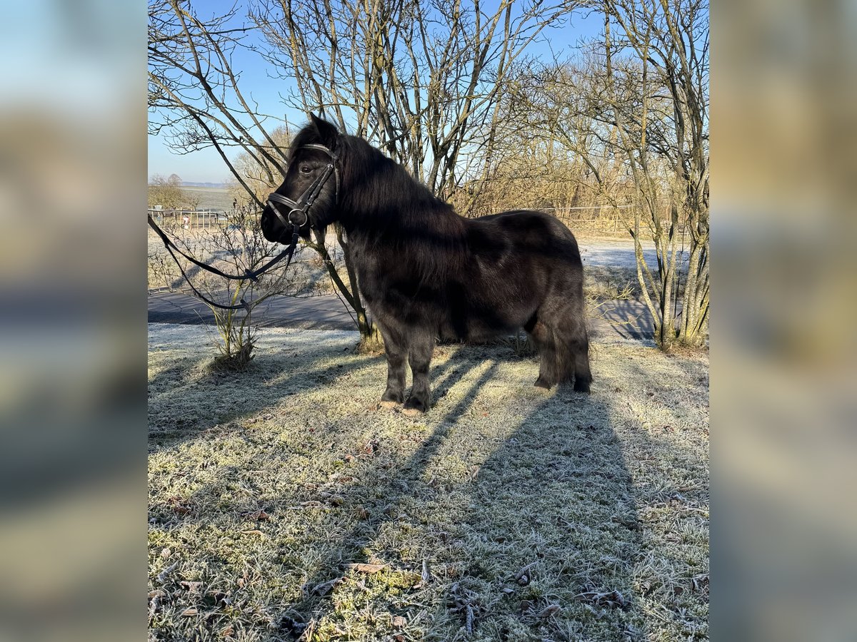 Poneys Shetland Jument 11 Ans 100 cm Noir in Euerhausen