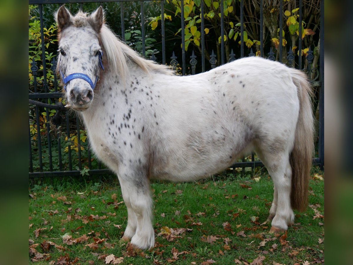 Poneys Shetland Jument 11 Ans 90 cm in Dorsten