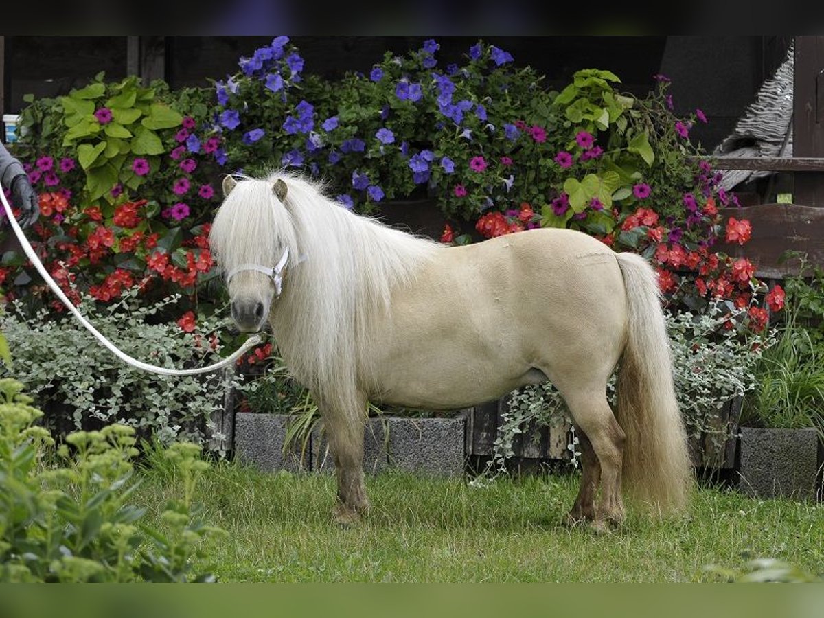 Poneys Shetland Jument 12 Ans 80 cm Palomino in Lodz