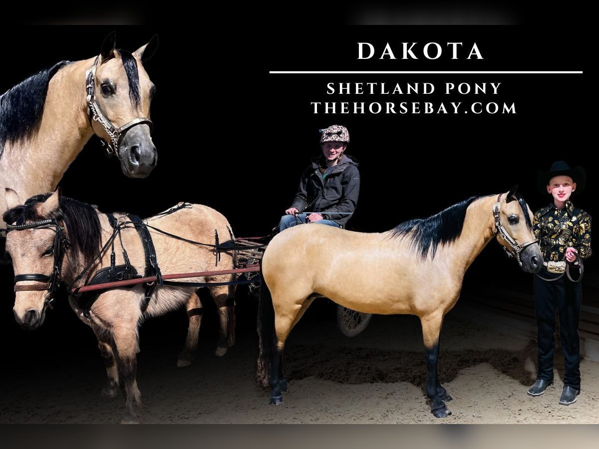 Poneys Shetland Jument 12 Ans Buckskin in Roca, NE