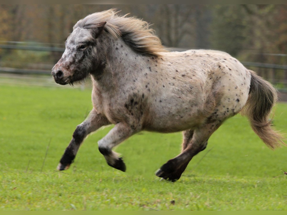 Poneys Shetland Jument 13 Ans 100 cm Léopard in Bensheim