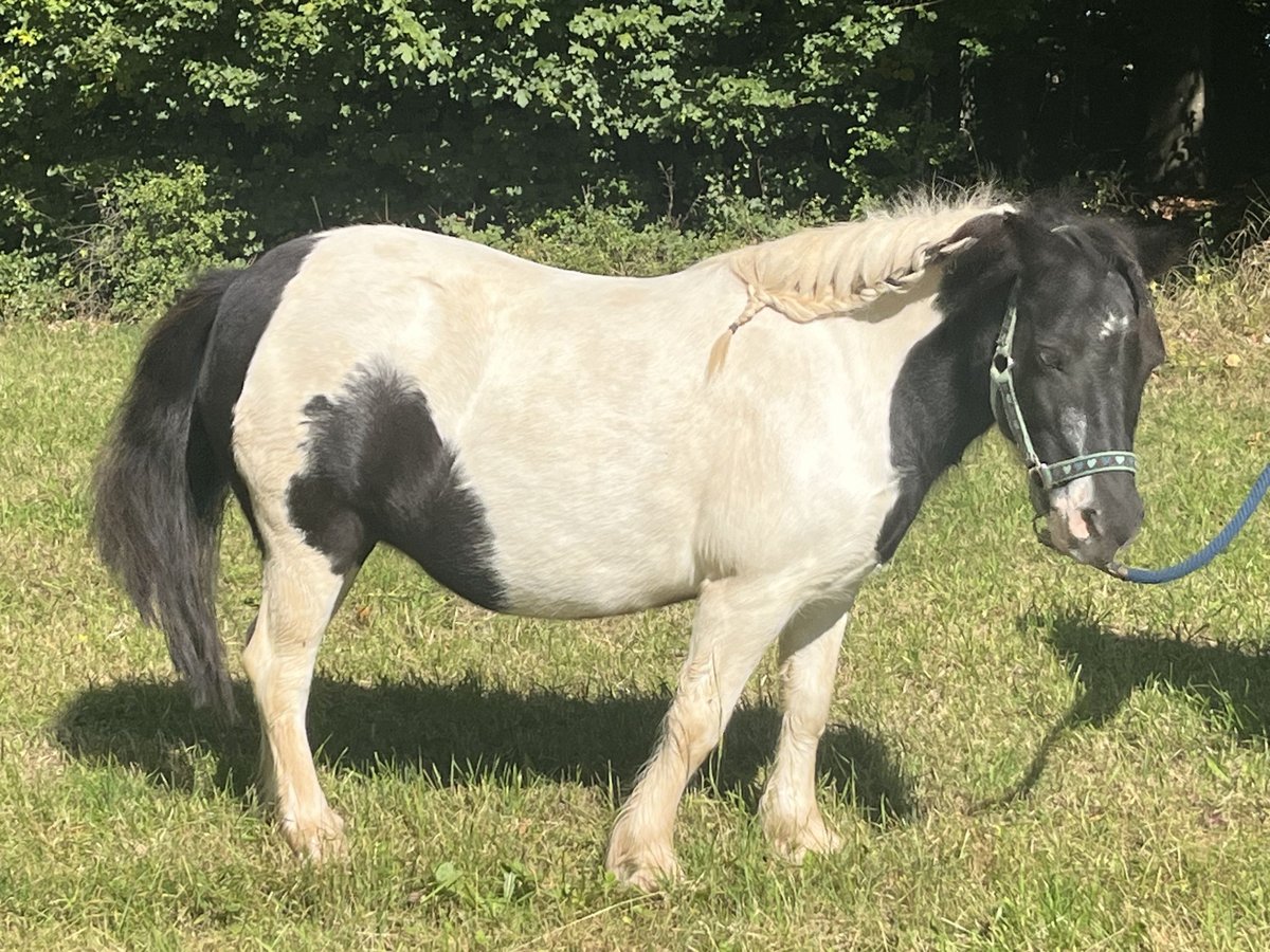 Poneys Shetland Jument 13 Ans 107 cm Pinto in Ursensollen