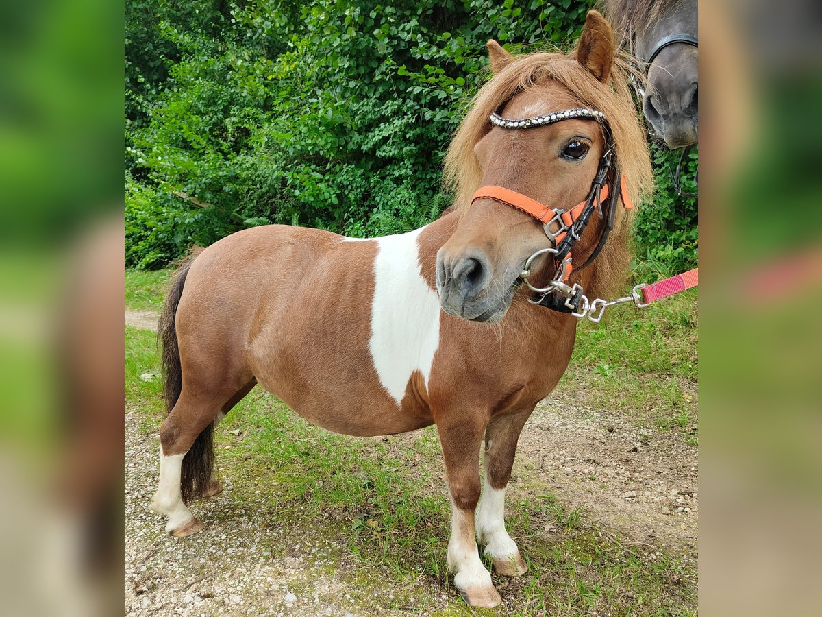 Poneys Shetland Jument 13 Ans 90 cm Pinto in Gleichen