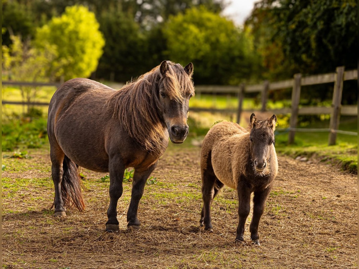 Poneys Shetland Jument 13 Ans 94 cm Bai cerise in Græsted