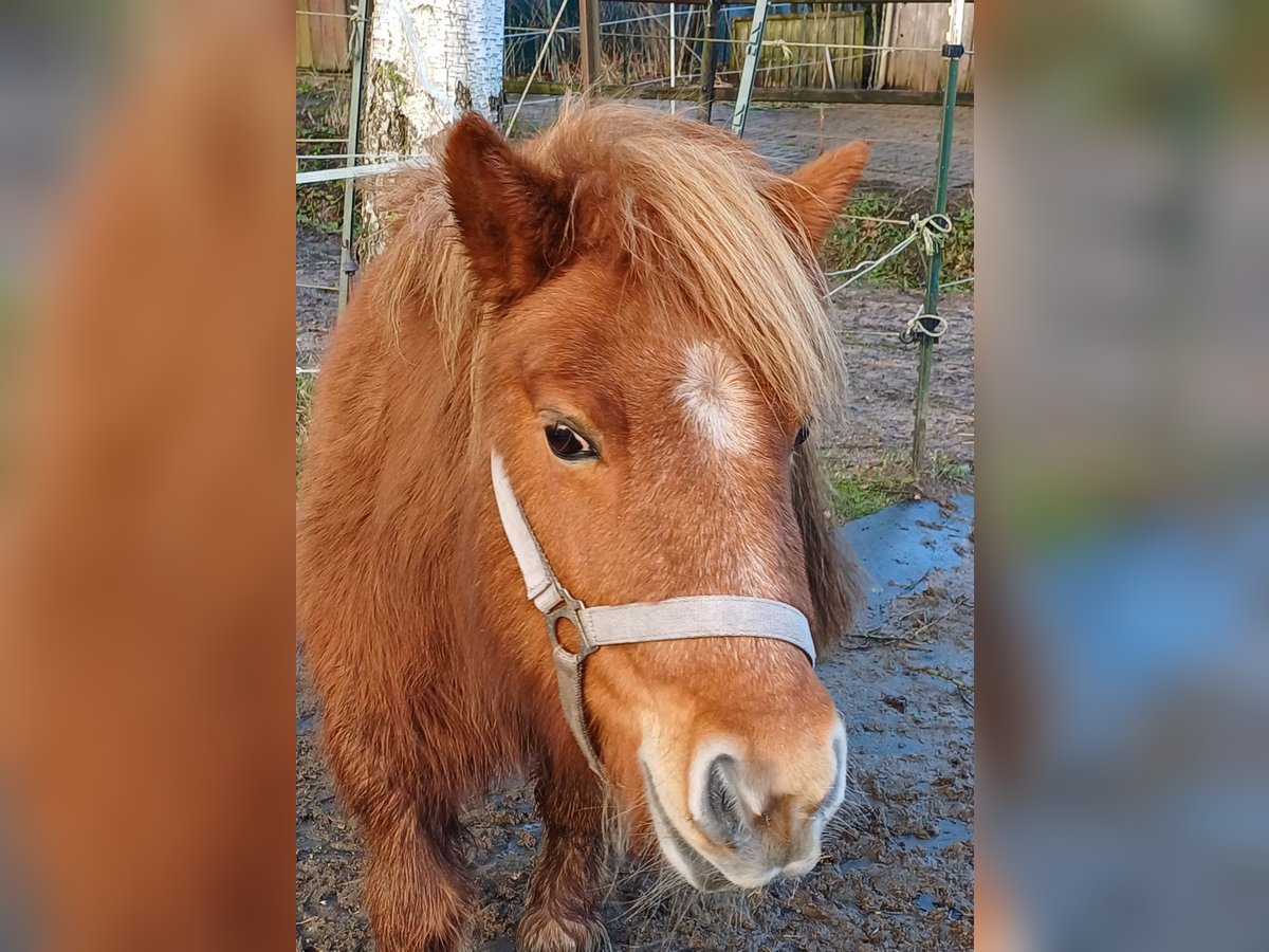 Poneys Shetland Jument 14 Ans 105 cm Alezan in Klein Offenseth-Sparrieshoop