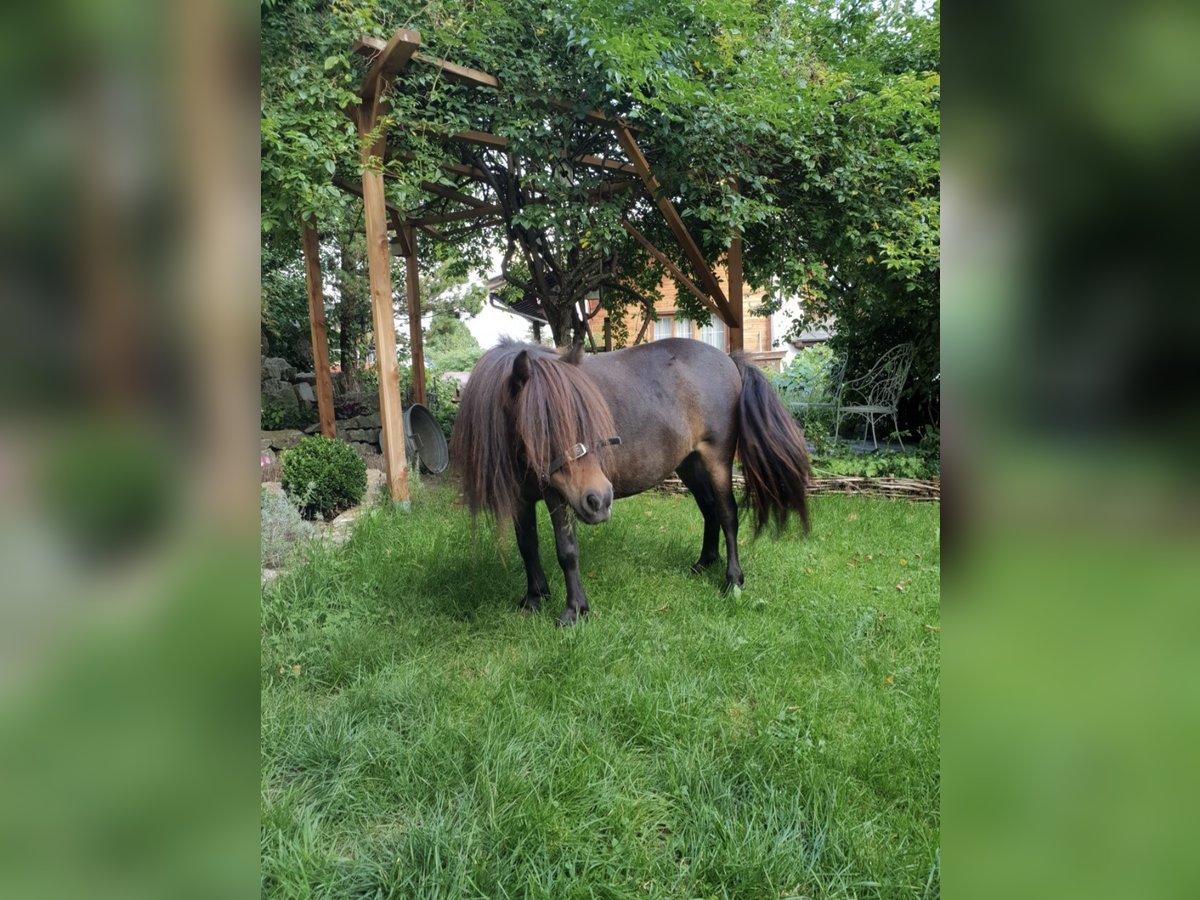 Poneys Shetland Jument 14 Ans 80 cm Bai in Gnadenwald