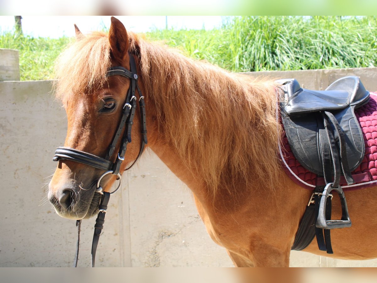 Poneys Shetland Jument 15 Ans 110 cm Alezan in Buch am Buchrain