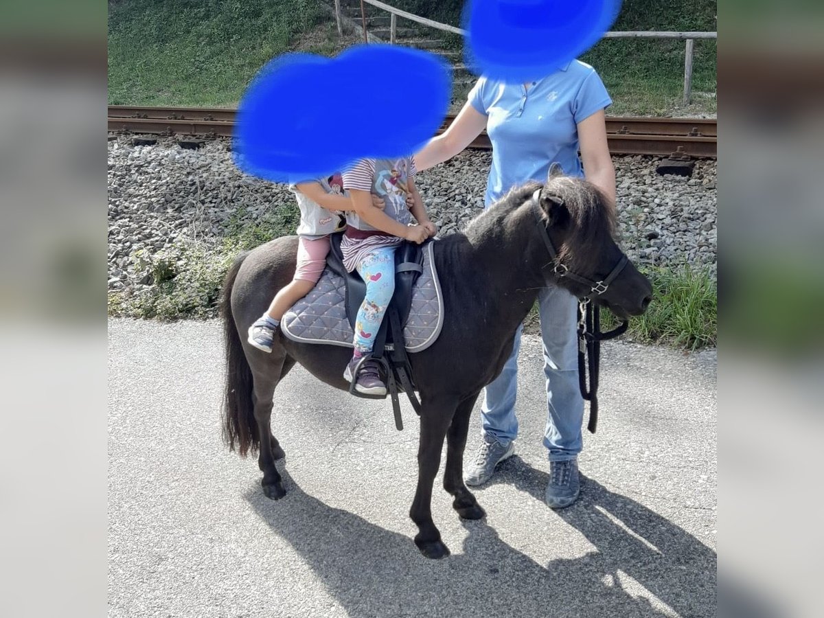 Poneys Shetland Jument 15 Ans 95 cm Noir in Eberstalzell