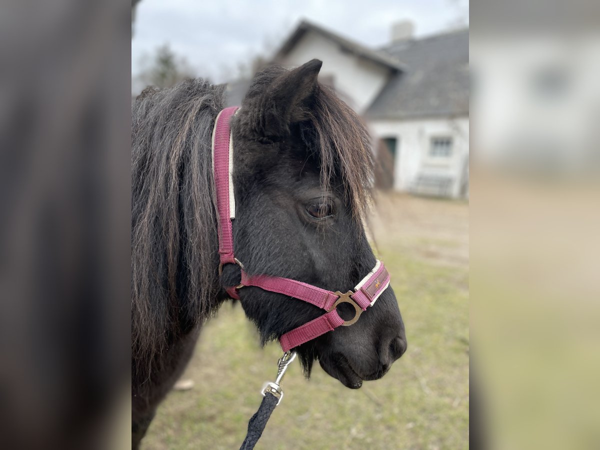 Poneys Shetland Jument 16 Ans 110 cm Noir in AltenmedingenAljarn