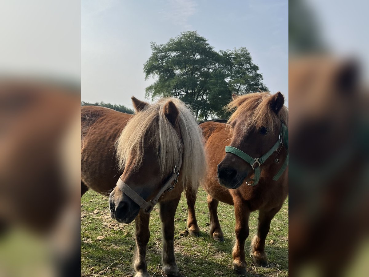 Poneys Shetland Jument 16 Ans 90 cm Alezan in Belfeldbelfeld