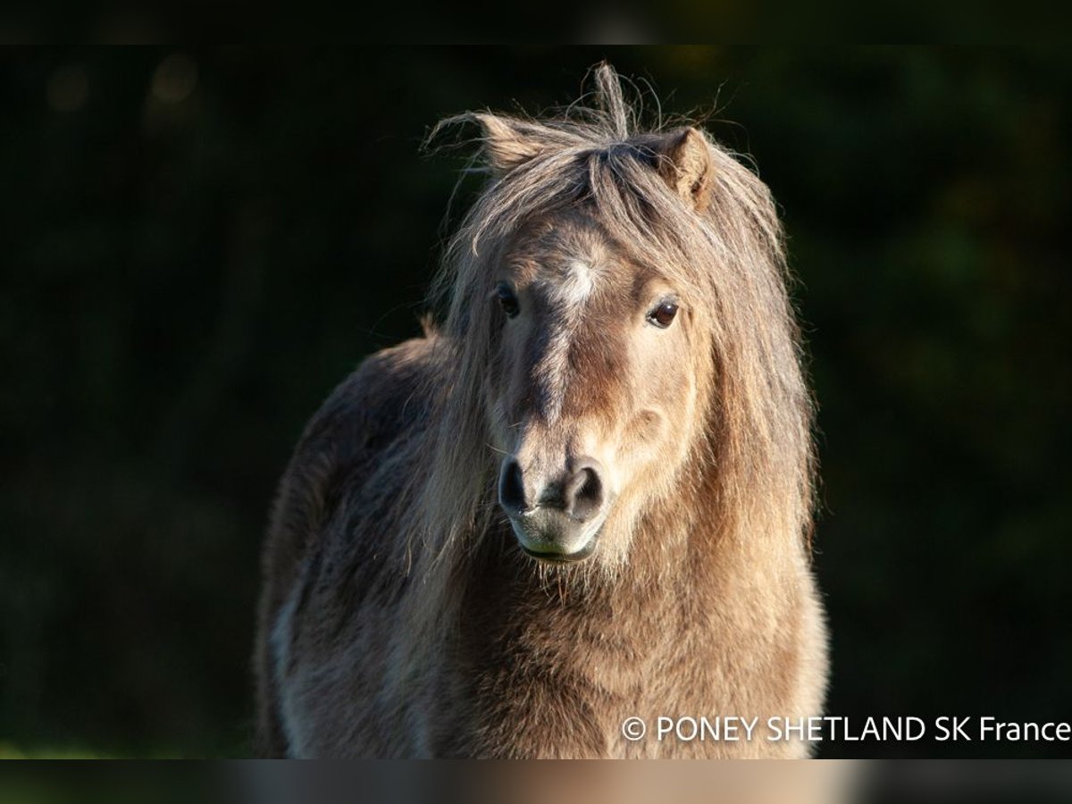 Poneys Shetland Jument 16 Ans 95 cm Alezan brûlé in La Vespière-Friardel