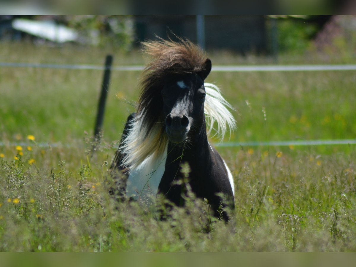 Poneys Shetland Jument 17 Ans 100 cm Pinto in Laufenburg
