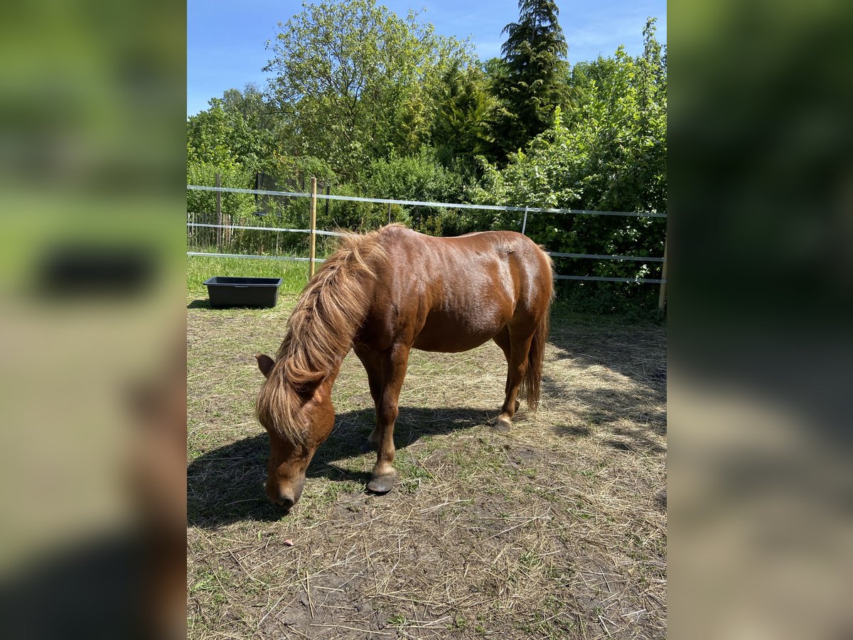 Poneys Shetland Jument 17 Ans 105 cm Alezan in Wistedt