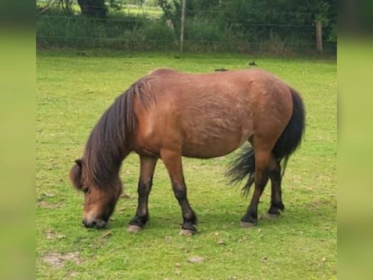 Poneys Shetland Jument 17 Ans 97 cm Bai in Breklum