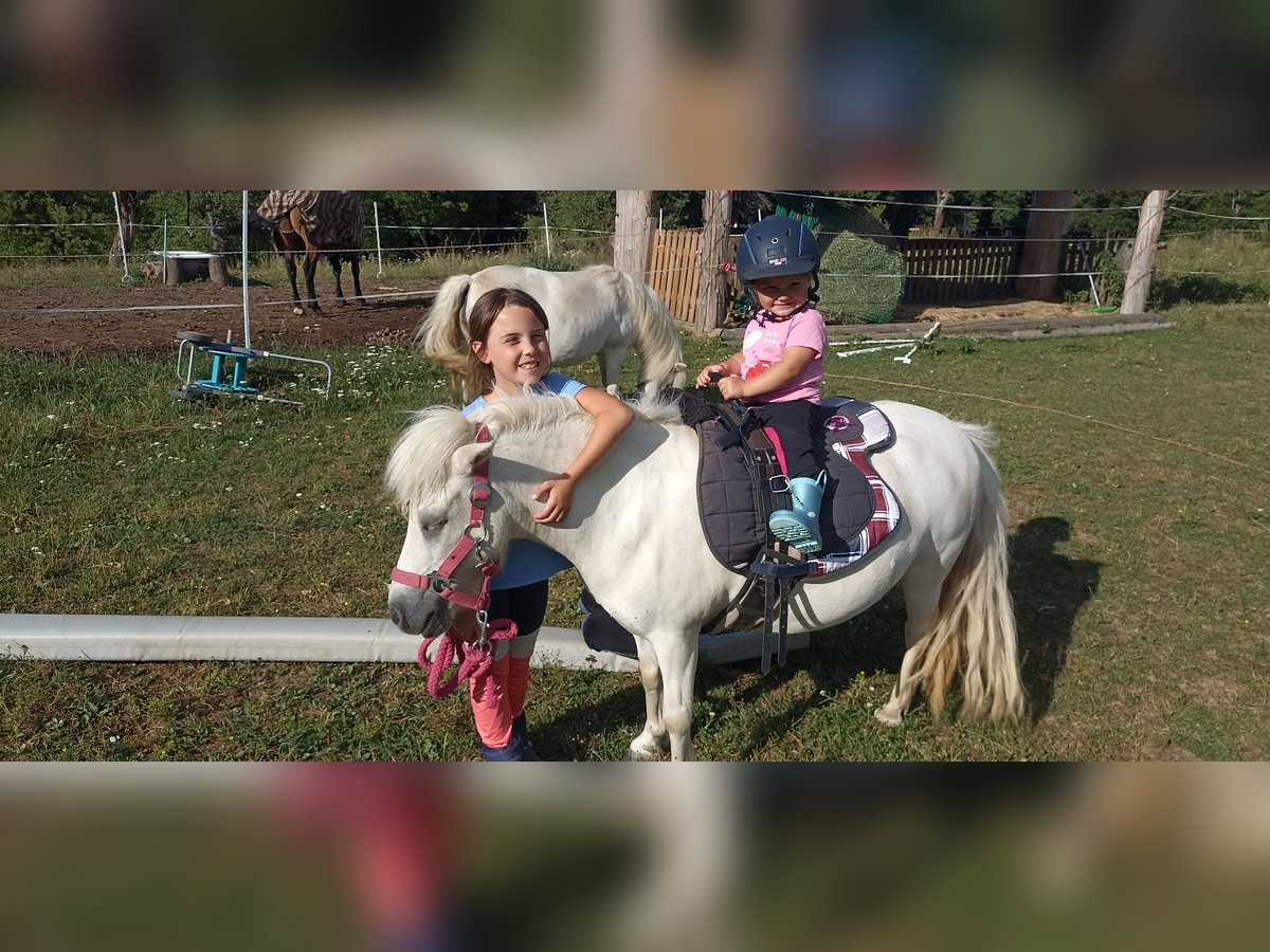 Poneys Shetland Jument 17 Ans 98 cm Blanc in Schlatten