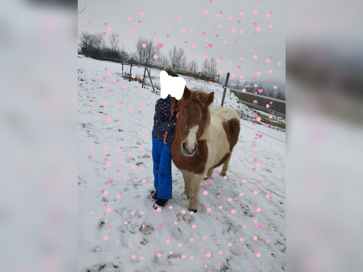 Poneys Shetland Croisé Jument 19 Ans 110 cm in Stubenberg