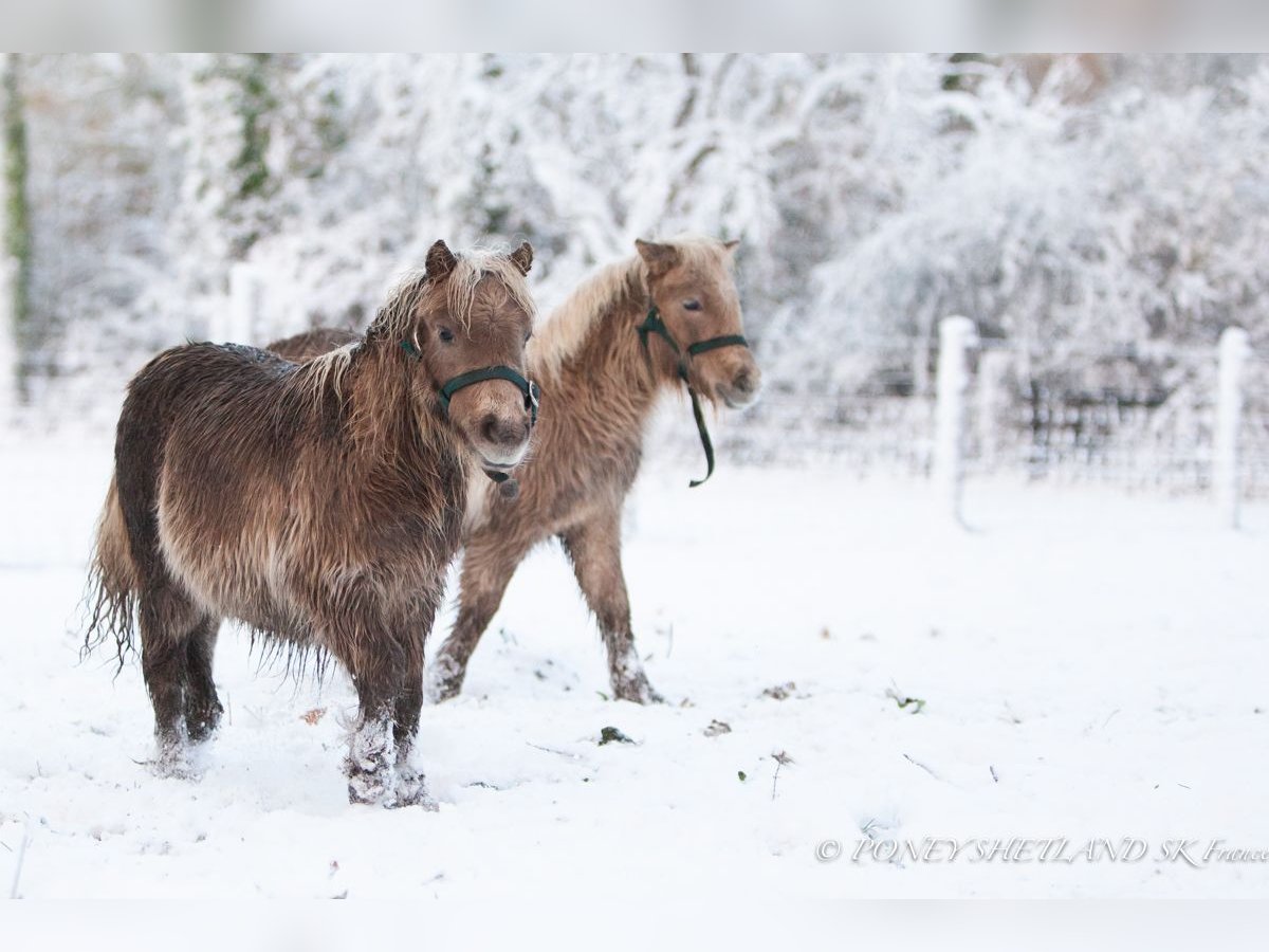 Poneys Shetland Jument 1 Année 100 cm Alezan in Courtonne-la-Meurdrac