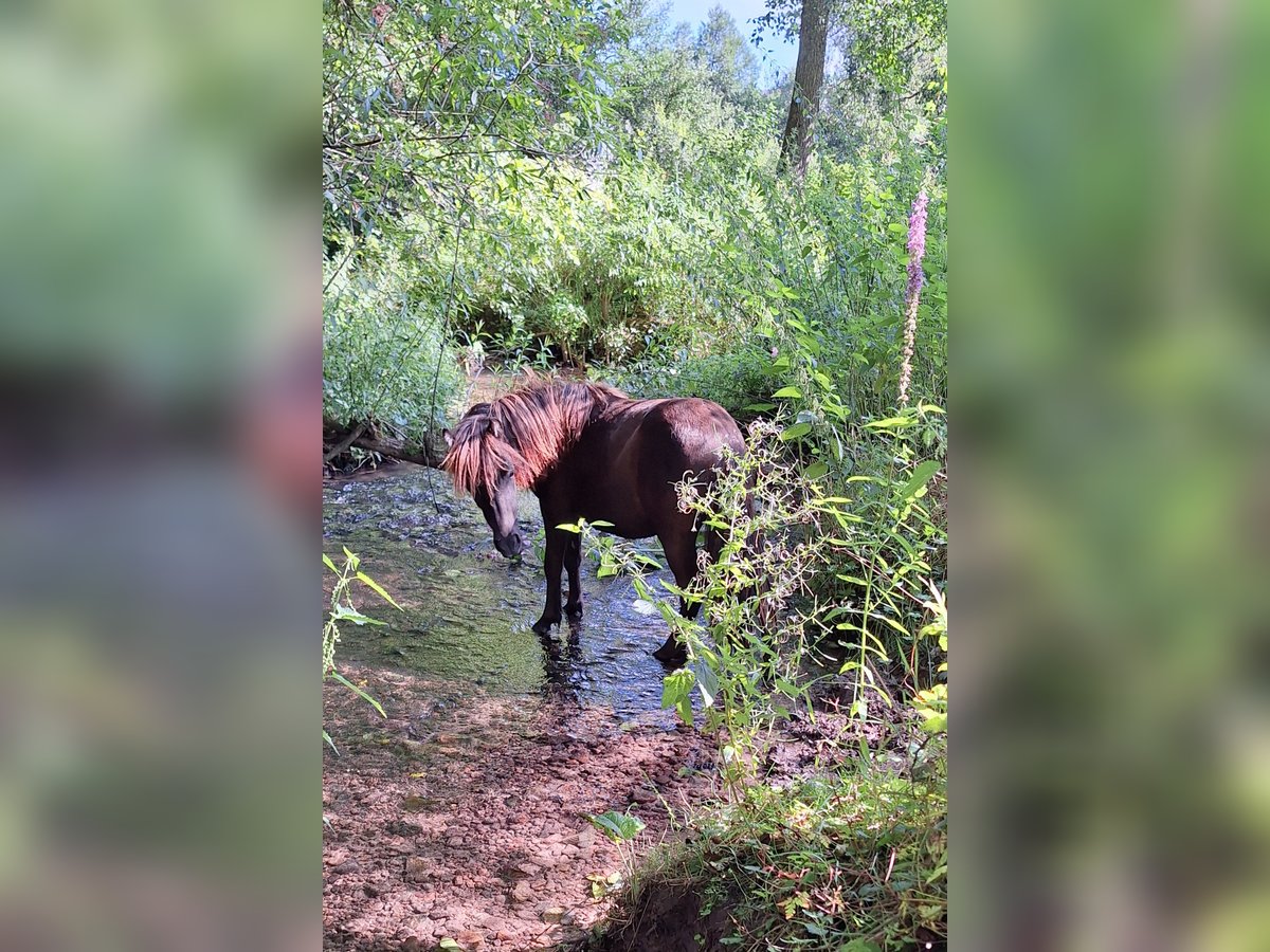 Poneys Shetland Jument 1 Année 103 cm Noir in Michelstadt