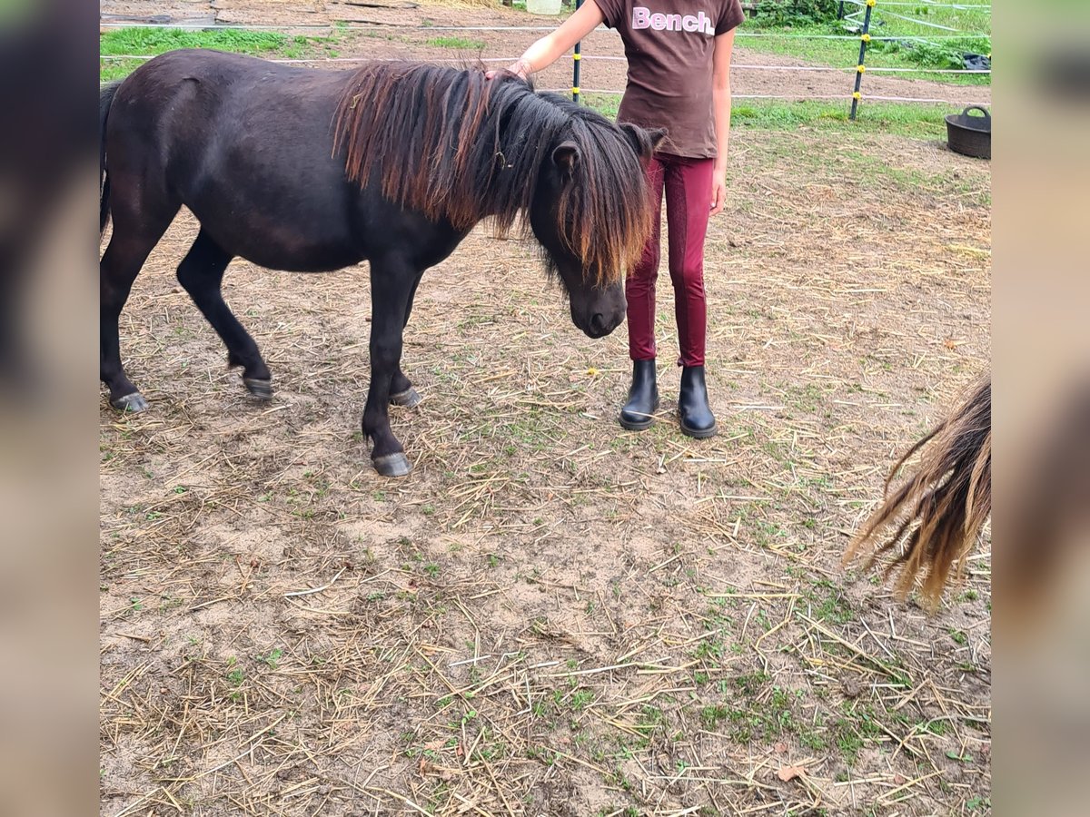 Poneys Shetland Jument 1 Année 104 cm Noir in Verden (Aller)