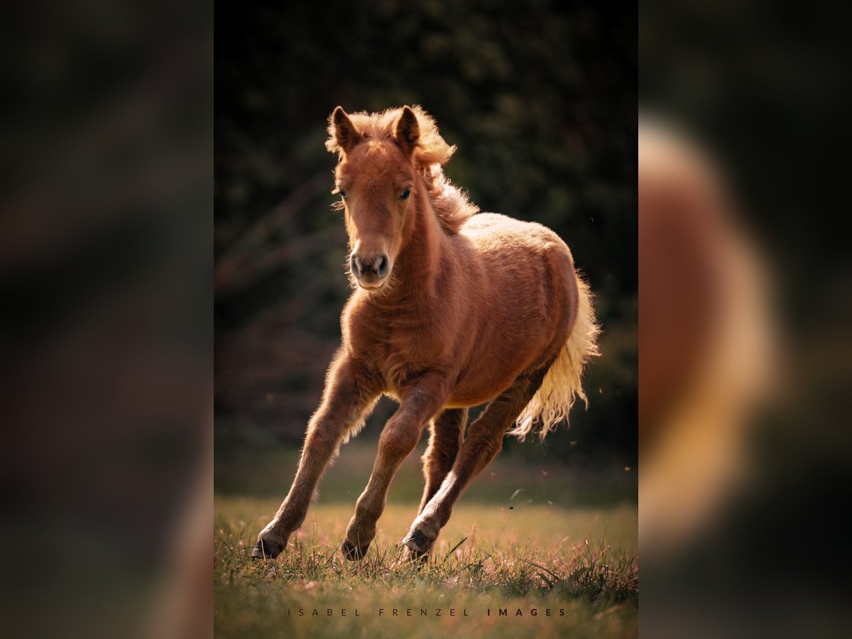 Poneys Shetland Jument 1 Année 90 cm Alezan in Göllheim