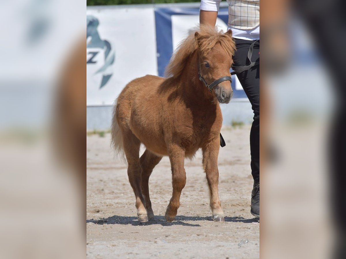 Poneys Shetland Jument 1 Année Alezan brûlé in Zábřeh