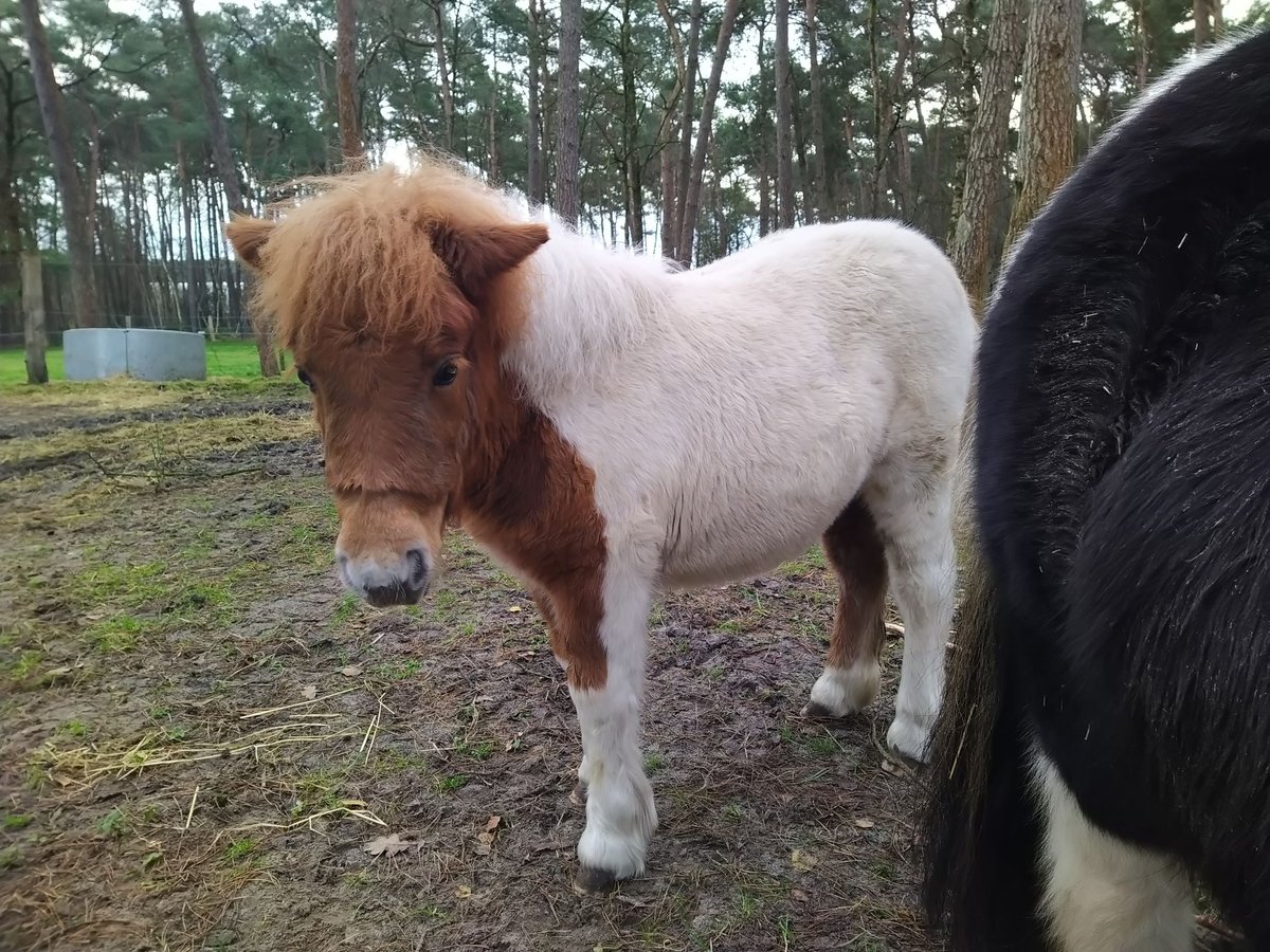 Poneys Shetland Jument 1 Année in Reken