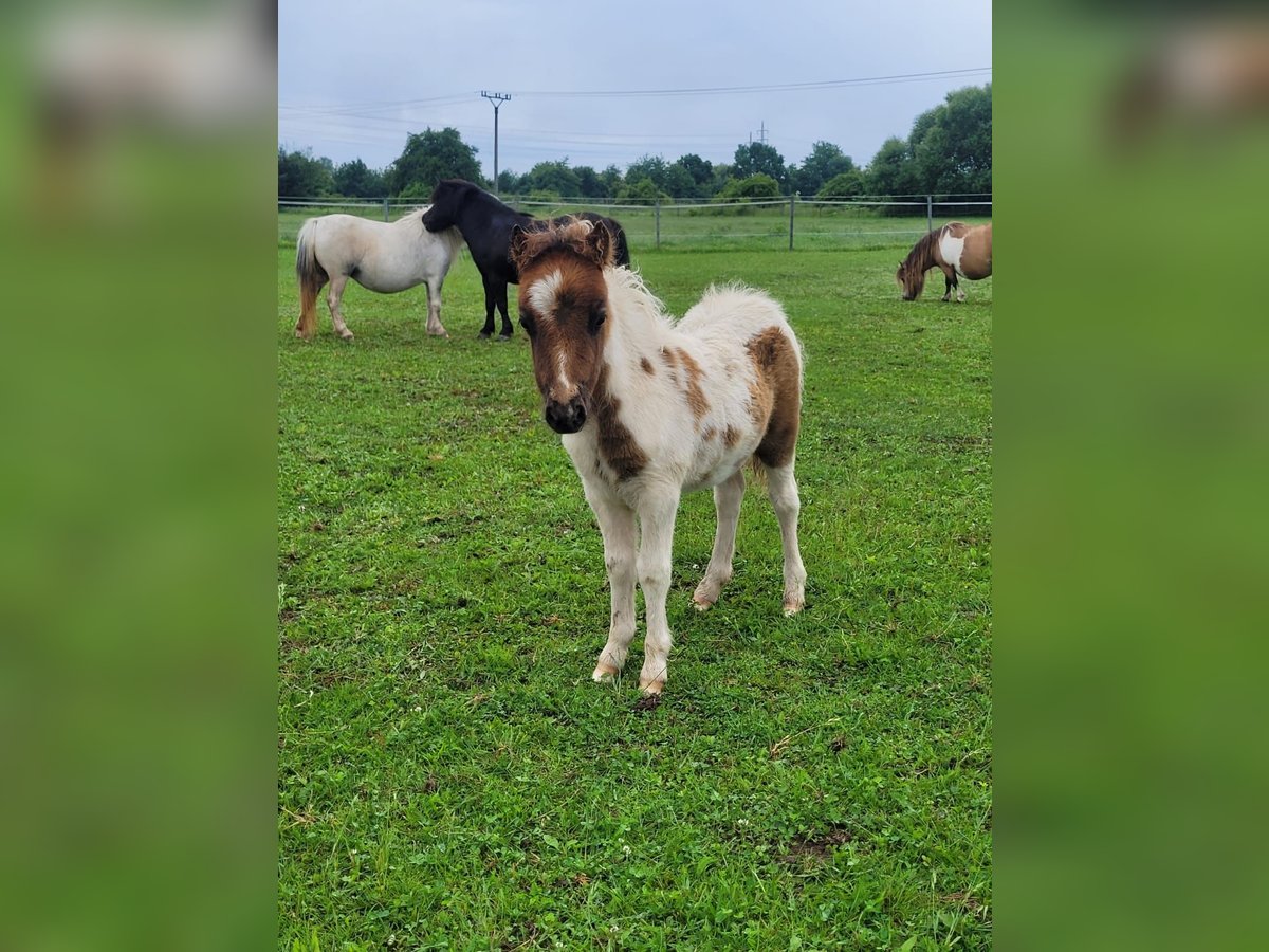 Poneys Shetland Jument 1 Année in Zábřeh