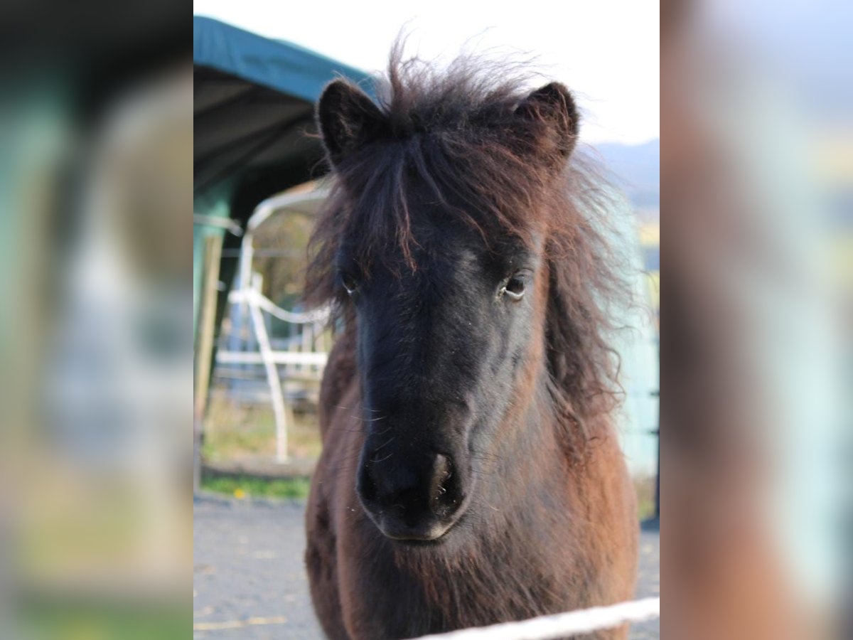 Poneys Shetland Jument 1 Année Noir in Oberzissen