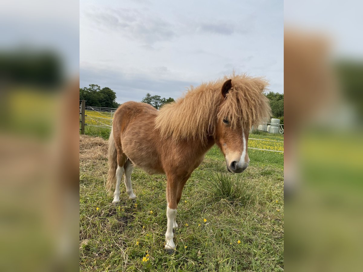 Poneys Shetland Jument 1 Année Pinto in Westerholt