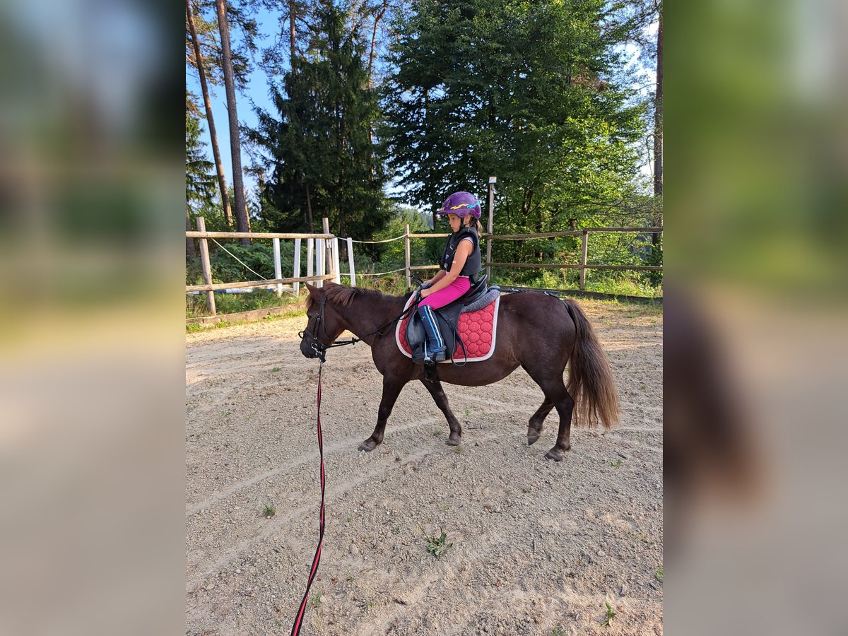 Poneys Shetland Croisé Jument 20 Ans 115 cm Alezan cuivré in Waldhausen im Strudengau