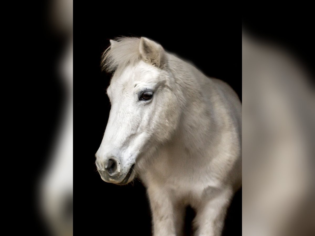 Poneys Shetland Croisé Jument 23 Ans 110 cm Gris moucheté in Neumarkt-Sankt Veit