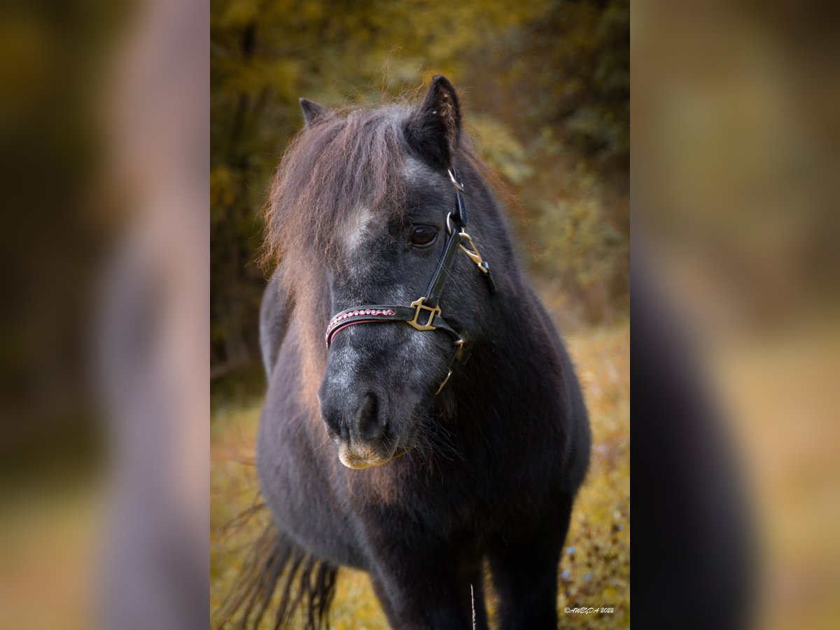 Poneys Shetland Jument 26 Ans 98 cm Noir in Todtenweis