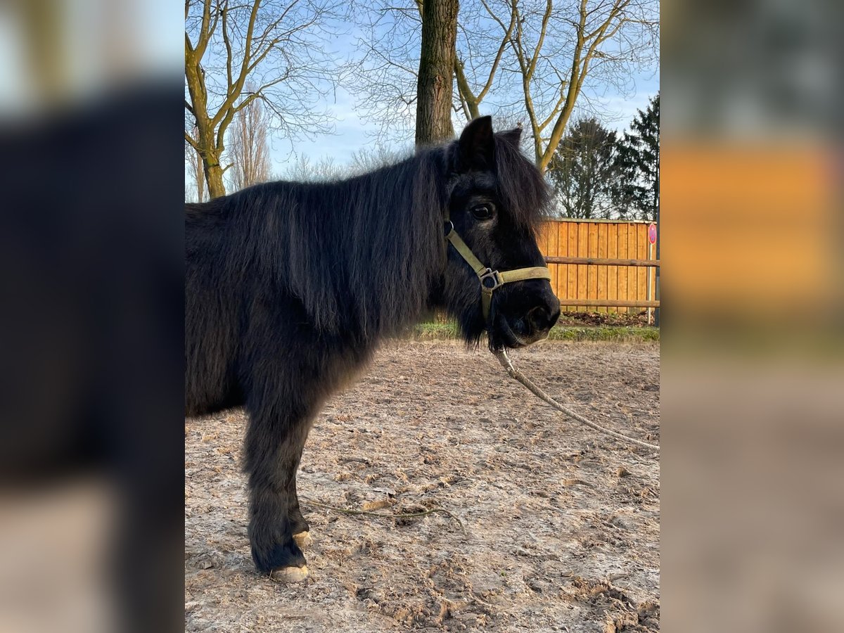 Poneys Shetland Jument 29 Ans Noir in Köln