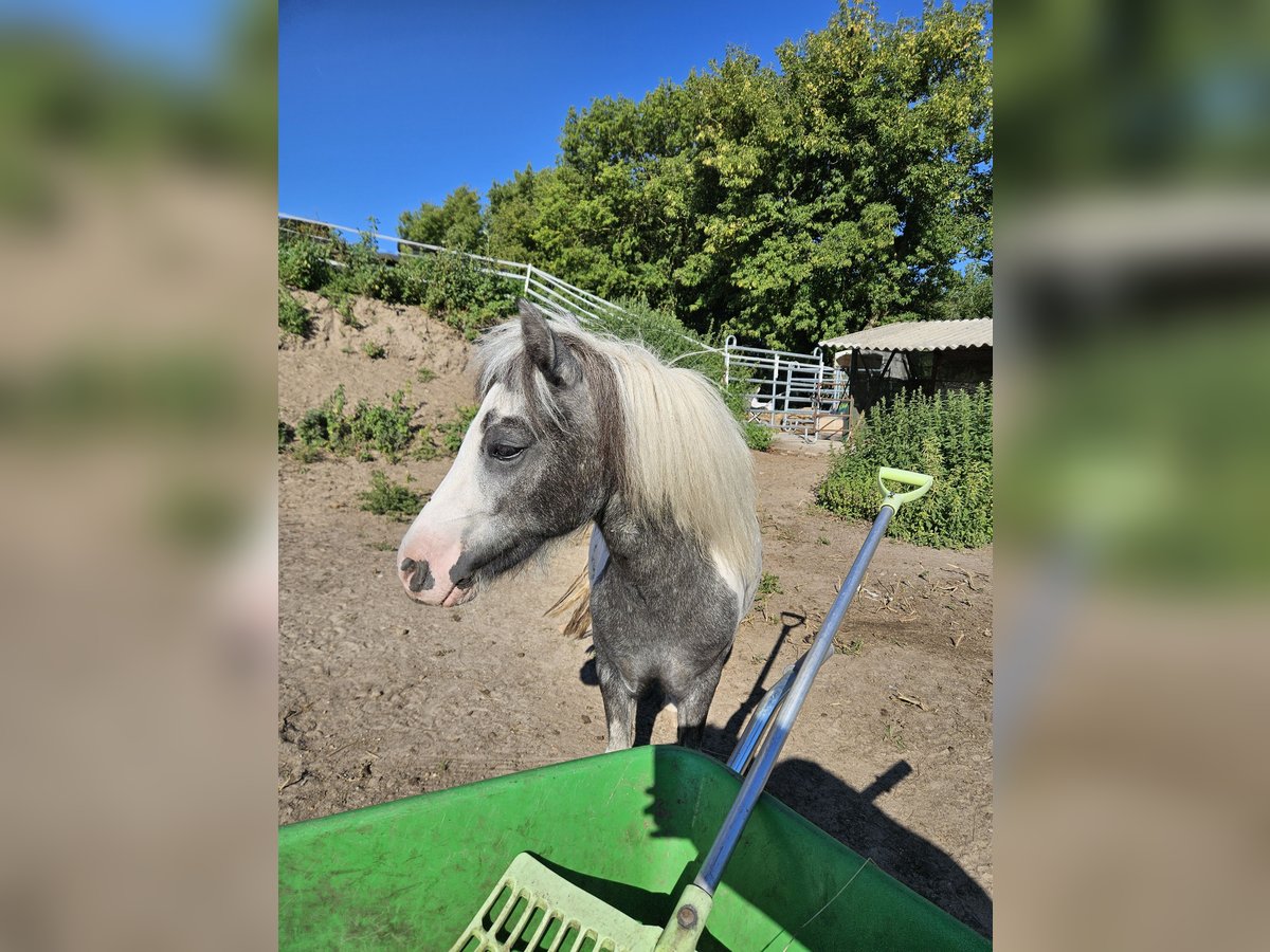 Poneys Shetland Jument 2 Ans 100 cm Peut devenir gris in Zehdenick