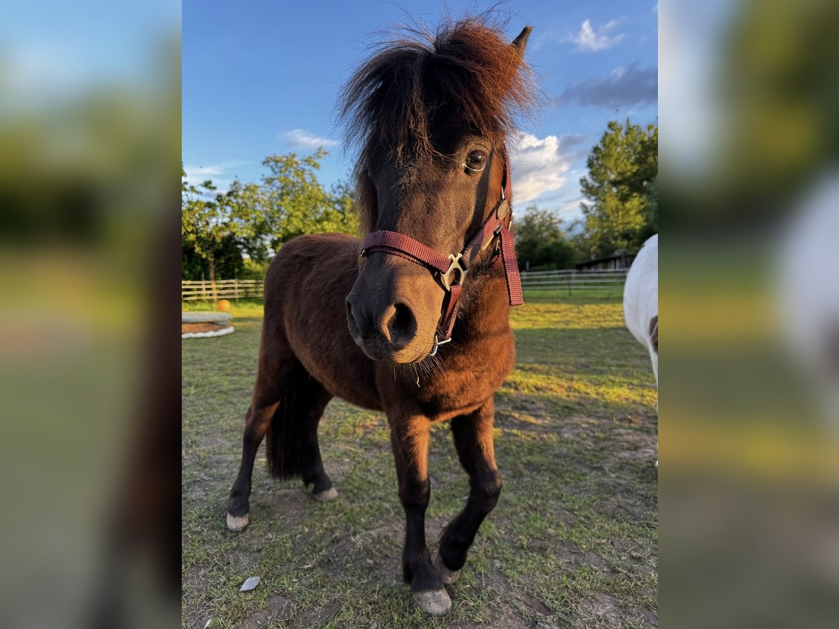 Poneys Shetland Jument 2 Ans 86 cm Bai brun foncé in Hofgeismar