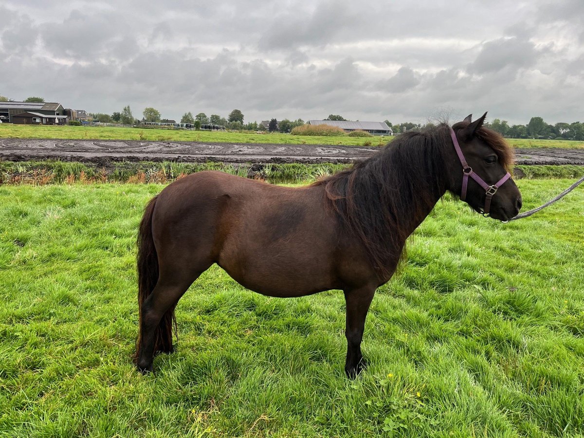 Poneys Shetland Jument 2 Ans 97 cm Noir in Bodegraven