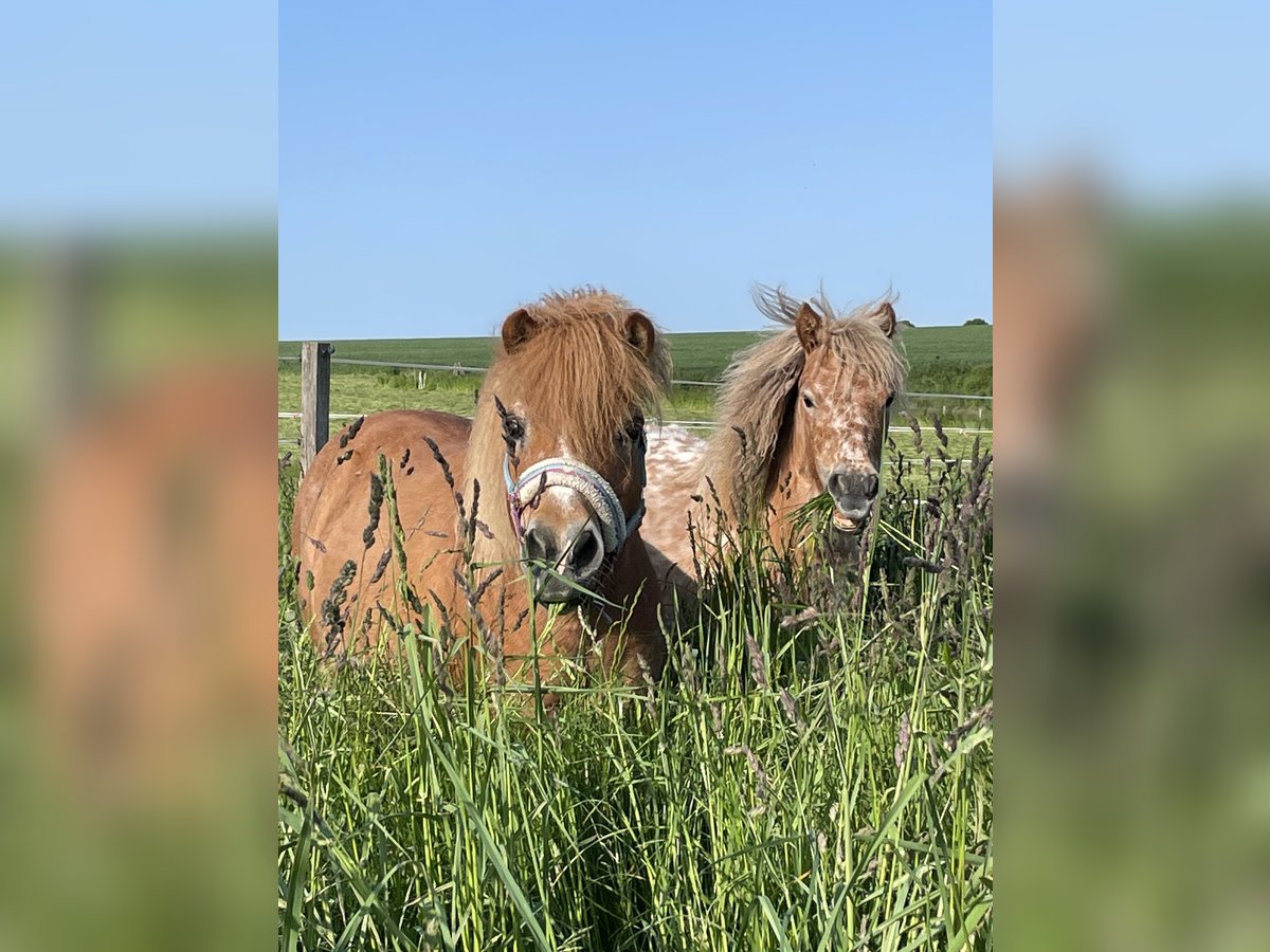 Poneys Shetland Jument 3 Ans 105 cm Léopard in Penig