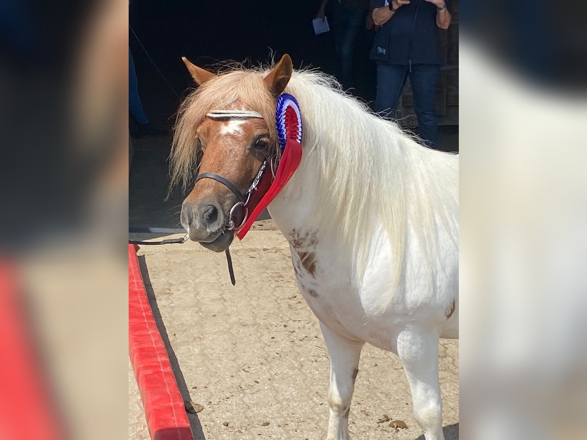 Poneys Shetland Jument 3 Ans 97 cm Pinto in Hamburg Lemsahl-MellingstedtHamburg