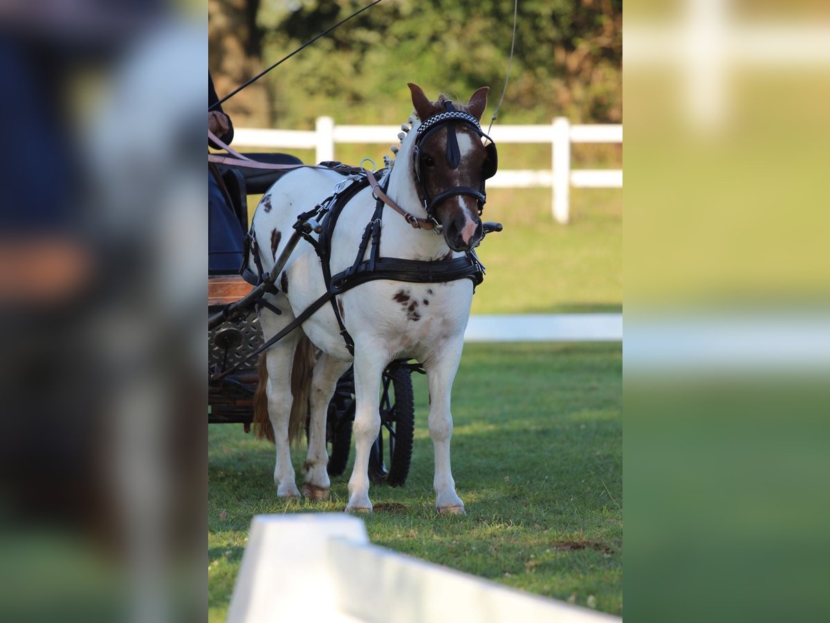 Poneys Shetland Jument 4 Ans 103 cm Pinto in Hamburg Lemsahl-Mellingstedt