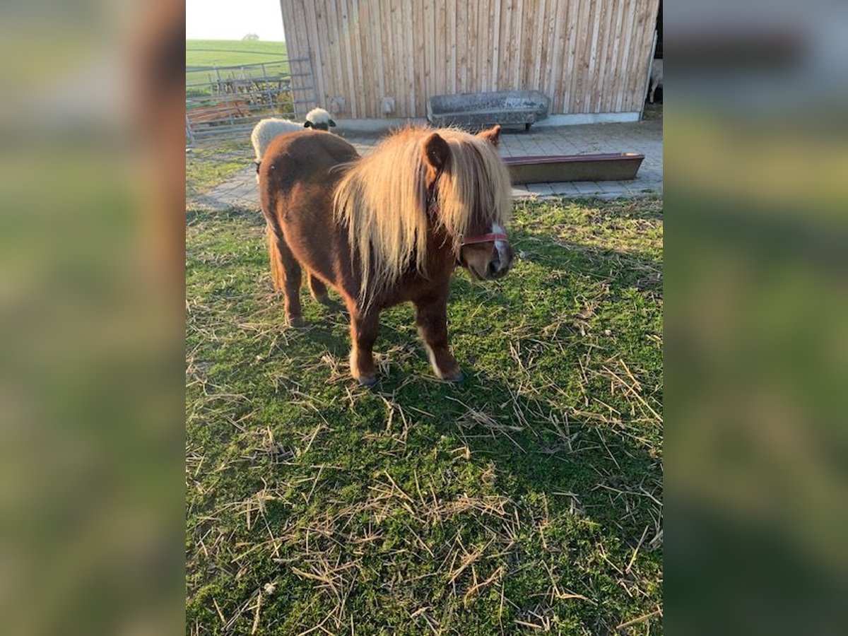 Poneys Shetland Jument 4 Ans 80 cm Alezan brûlé in Kranzberg